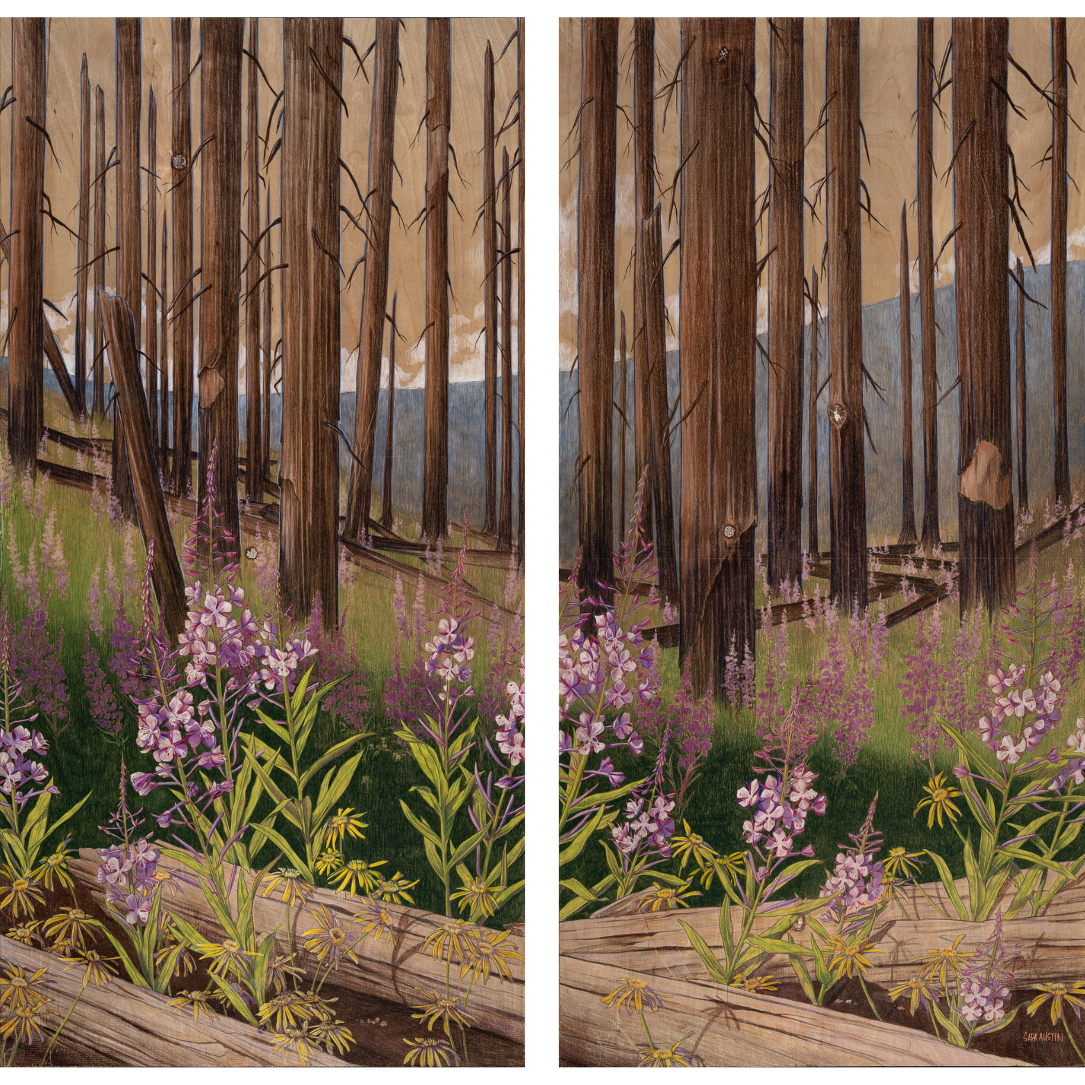 From the Ashes: The Story of Fireweed and Resilience
