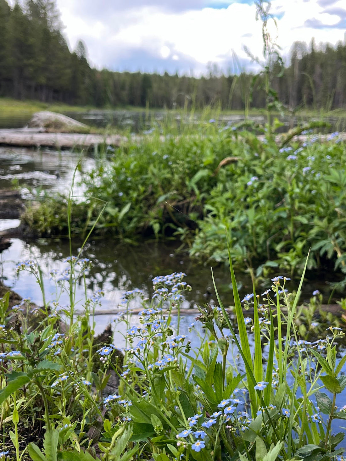 A Little Blue Detour: Coffee Pot Rapids Trail