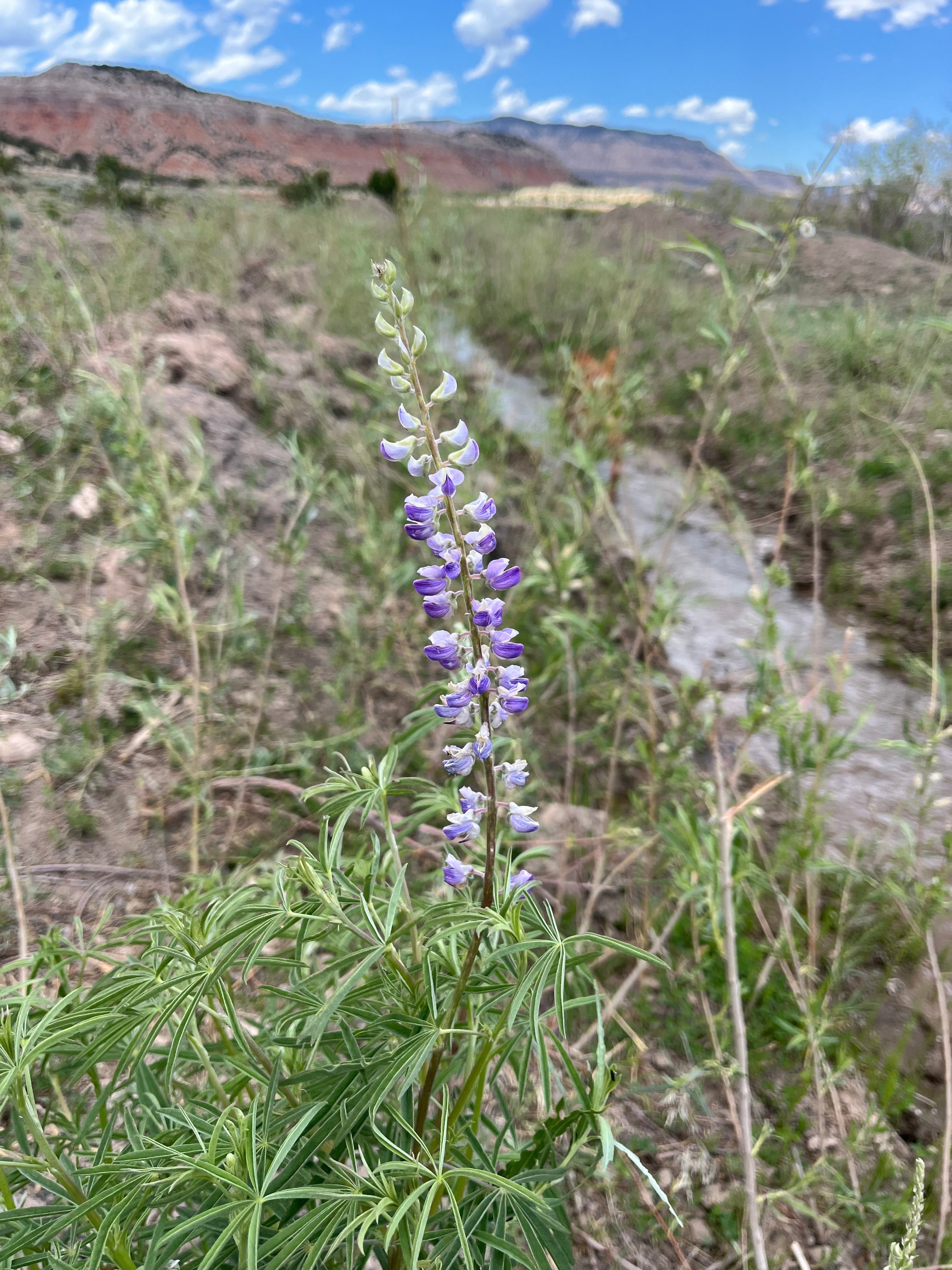 The Lone Lupine