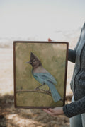 Vibrant bird art - Steller's Jay framed original in walnut frame