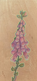 Foxglove