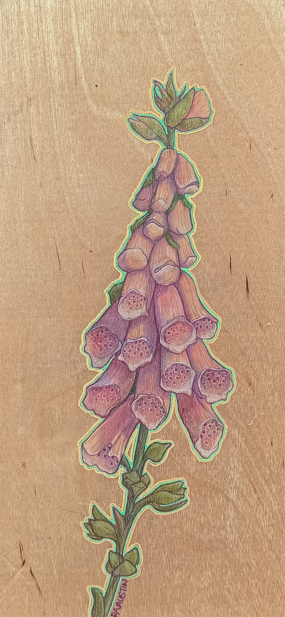 Foxglove