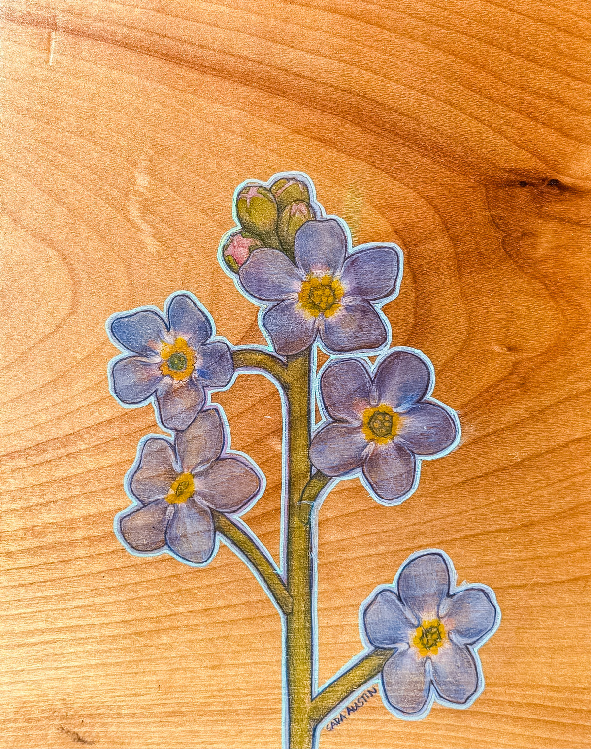 Forget Me Not