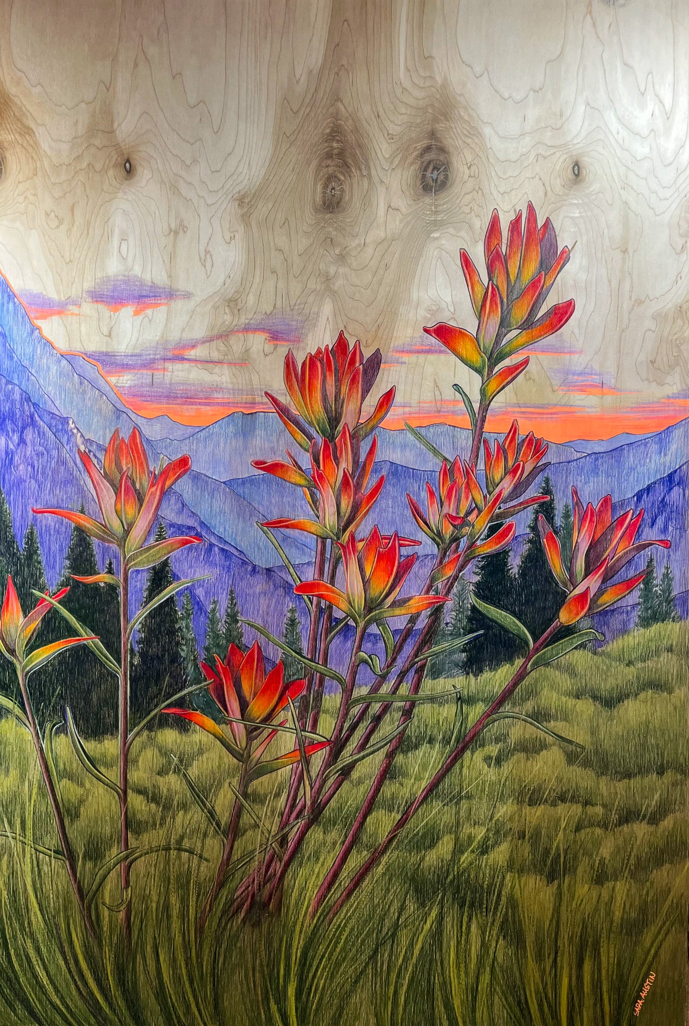 Limited edition art print of the Indian Paintbrush wildflower in sunset hues.